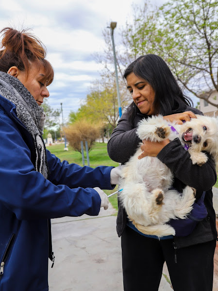 Imagen de EN PLAZA MAESTROS NEUQUINOS SE HIZO UNA JORNADA ANTIRRÁBICA Y DE DESPARASITACIÓN