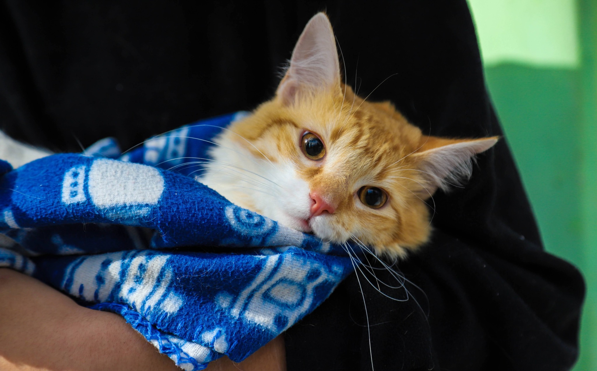 Imagen de SE REALIZARÁ MAÑANA UNA JORNADA INTENSIVA Y GRATUITA DE CASTRACIONES FELINAS