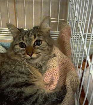 Imagen de EL MUNICIPIO CUBRE LOS COSTOS DE LAS JORNADAS DE CASTRACIÓN Y SOLICITA COMPROMISO CON LOS TURNOS ASIGNADOS